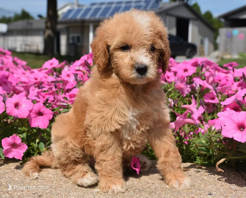 Louie  – Irish Doodle puppy for sale in Nappanee, IN