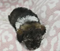 Mikey , a male Poodle - Toy  for sale in Nappanee, IN – 4 of 4