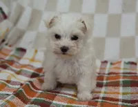 Cooper , a male Maltipoo for sale in Nappanee, IN – 5 of 5