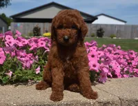 Lainey , a female Irish Doodle for sale in Nappanee, IN – 8 of 8