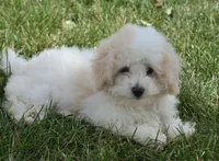 Arlo , a male Maltipoo for sale in Nappanee, IN – 7 of 8