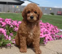 Lola , a female Irish Doodle for sale in Nappanee, IN – 2 of 5