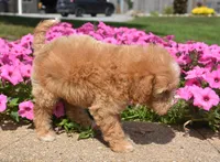 Louie , a male Irish Doodle for sale in Nappanee, IN – 6 of 6