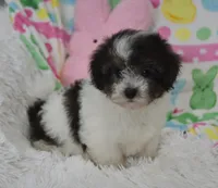 Bella , a female Maltipoo for sale in Nappanee, IN – Photo 6 of 10