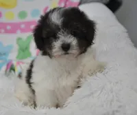 Bella , a female Maltipoo for sale in Nappanee, IN – Photo 1 of 10