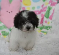 Bella , a female Maltipoo for sale in Nappanee, IN – Photo 7 of 10