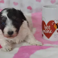 Bella , a female Maltipoo for sale in Nappanee, IN – Photo 2 of 10