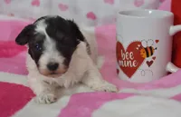 Bella , a female Maltipoo for sale in Nappanee, IN – Photo 1 of 3