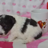 Bella , a female Maltipoo for sale in Nappanee, IN – Photo 3 of 10