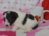 Bella , a female Maltipoo for sale in Nappanee, IN – Photo 2 of 3