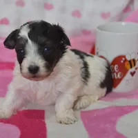 Bella , a female Maltipoo for sale in Nappanee, IN – Photo 4 of 10