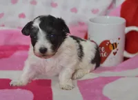 Bella , a female Maltipoo for sale in Nappanee, IN – Photo 3 of 3