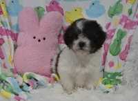 Bella , a female Maltipoo for sale in Nappanee, IN – Photo 8 of 10