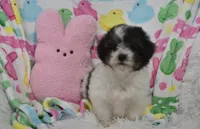 Bella , a female Maltipoo for sale in Nappanee, IN – Photo 10 of 10