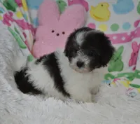 Bella , a female Maltipoo for sale in Nappanee, IN – Photo 5 of 10