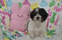 Bella , a female Maltipoo for sale in Nappanee, IN – Photo 9 of 10
