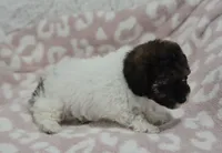 Madison , a male Poodle - Toy  for sale in Nappanee, IN – 2 of 3