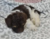 Hershey, a male Maltipoo for sale in Nappanee, IN – Photo 5 of 10
