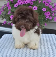 Hershey, a male Maltipoo for sale in Nappanee, IN – Photo 9 of 10