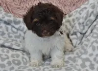 Hershey, a male Maltipoo for sale in Nappanee, IN – Photo 4 of 10