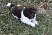 Hershey, a male Maltipoo for sale in Nappanee, IN – Photo 3 of 10