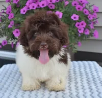 Hershey, a male Maltipoo for sale in Nappanee, IN – Photo 1 of 10