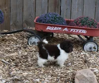 Hershey, a male Maltipoo for sale in Nappanee, IN – Photo 8 of 10