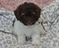 Hershey, a male Maltipoo for sale in Nappanee, IN – Photo 6 of 10