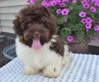 Hershey, a male Maltipoo for sale in Nappanee, IN – Photo 10 of 10