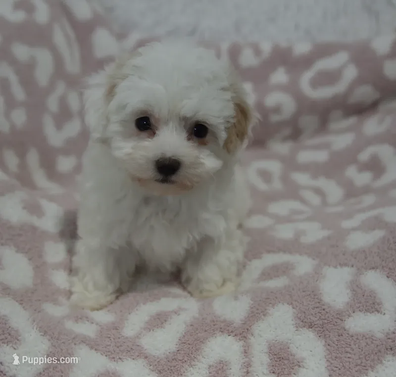 Abby  – Maltipoo puppy for sale in Nappanee, IN