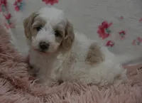 Gus , a male Irish Doodle for sale in Nappanee, IN – Photo 8 of 9