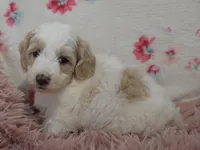 Gus , a male Irish Doodle for sale in Nappanee, IN – Photo 4 of 9