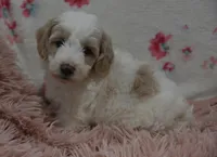 Gus , a male Irish Doodle for sale in Nappanee, IN – Photo 9 of 9