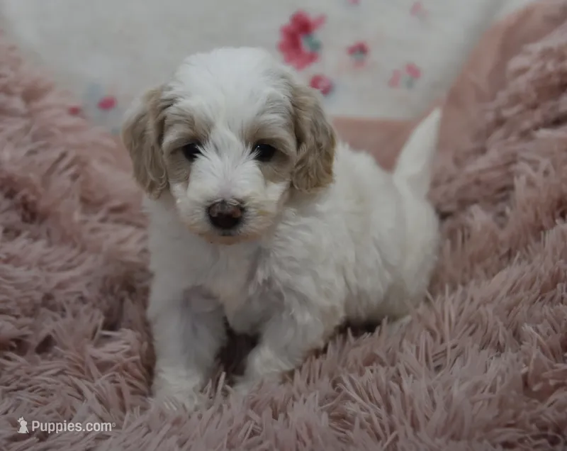 Gus , a male Irish Doodle for sale in Nappanee, IN – Photo 1 of 9