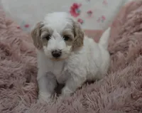 Gus , a male Irish Doodle for sale in Nappanee, IN – Photo 1 of 9