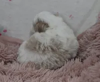 Gus , a male Irish Doodle for sale in Nappanee, IN – Photo 2 of 9