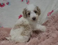 Gus , a male Irish Doodle for sale in Nappanee, IN – Photo 5 of 9