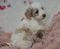 Gus , a male Irish Doodle for sale in Nappanee, IN – Photo 7 of 9