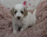 Gus , a male Irish Doodle for sale in Nappanee, IN – Photo 6 of 9