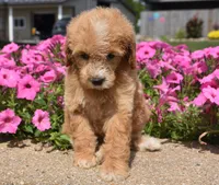 Louie , a male Irish Doodle for sale in Nappanee, IN – 3 of 6