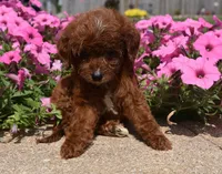 Lemme , a male Irish Doodle for sale in Nappanee, IN – 2 of 4