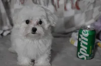 Charlie t-cup, a male Maltipoo for sale in Nappanee, IN – 9 of 9
