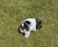 Madison , a male Poodle - Toy  for sale in Nappanee, IN – 5 of 10