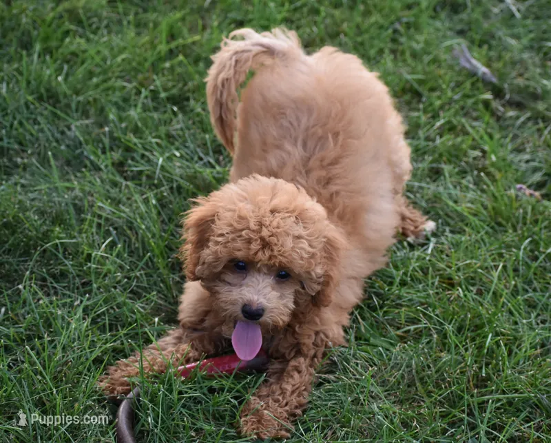 Betsy  – Maltipoo puppy for sale in Nappanee, IN