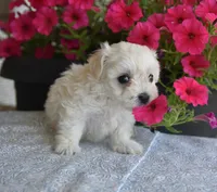 Joy T-cup, a female Maltipoo for sale in Nappanee, IN – 8 of 8