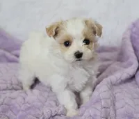 Oak , a male Maltipoo for sale in Nappanee, IN – 2 of 4