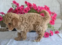 Bonnie , a female Maltipoo for sale in Nappanee, IN – 3 of 5