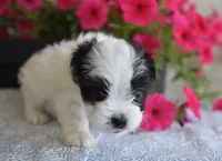 Josie , a female Maltipoo for sale in Nappanee, IN – 5 of 5