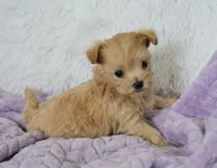 Maple T-cup, a female Maltipoo for sale in Nappanee, IN – 3 of 5