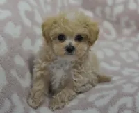 Anne , a female Maltipoo for sale in Nappanee, IN – 2 of 6